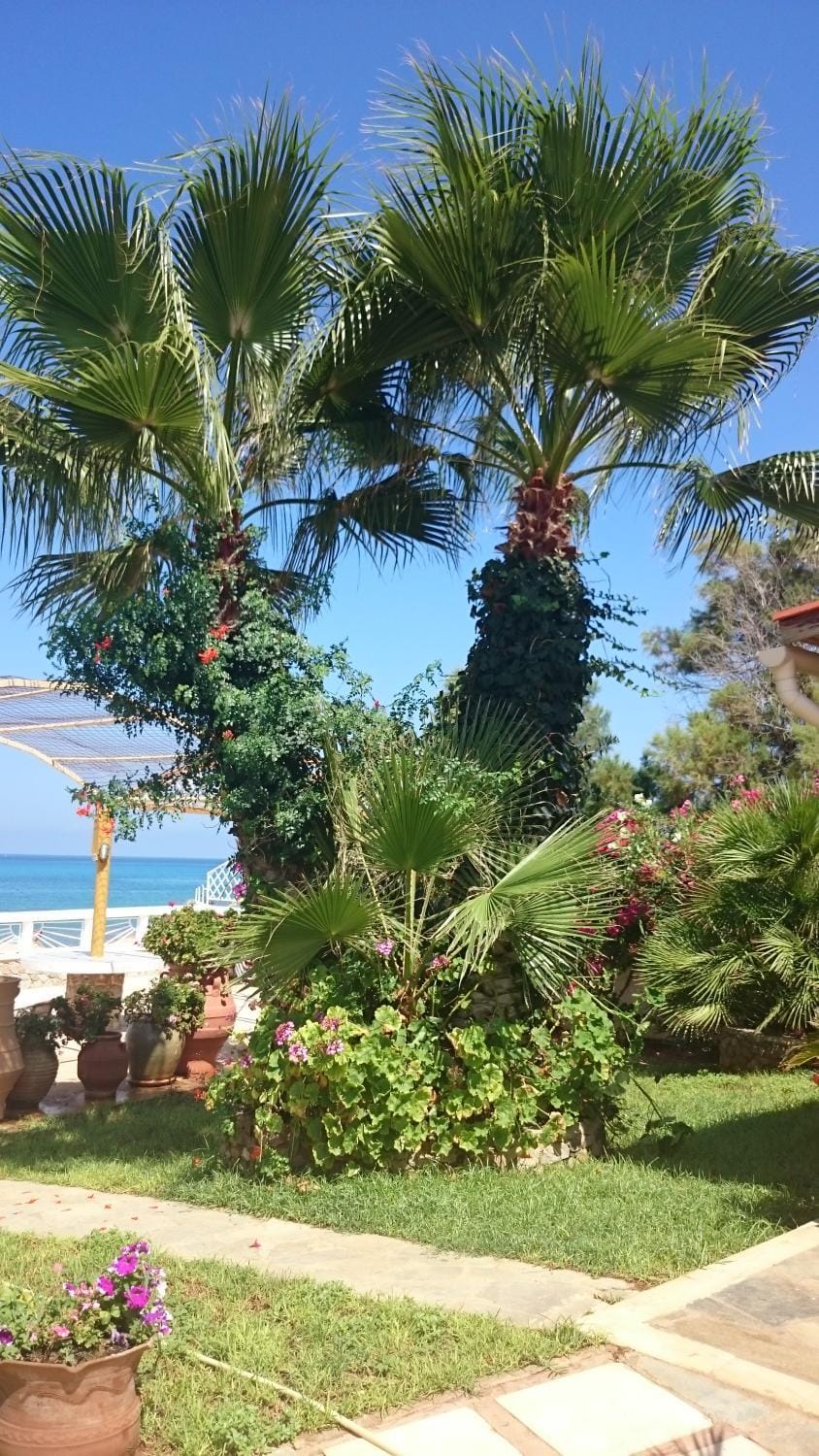 Garden, Garden, Sea view