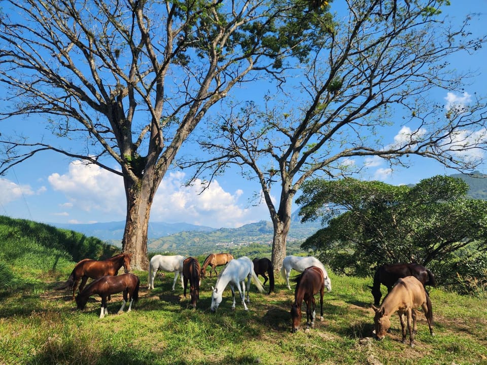 Finca la India Cerro Tusa Farm Stay in Antioquia