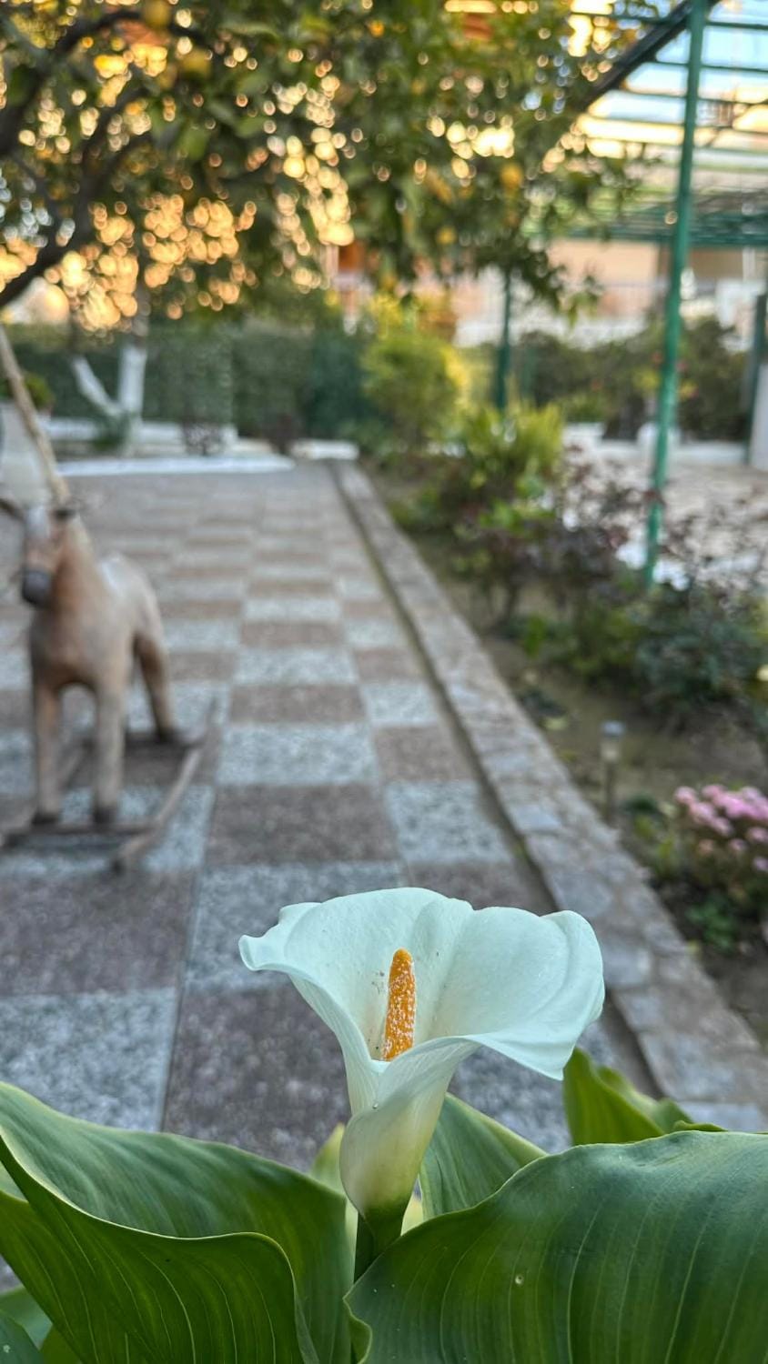 Michaela's house House in Messenia