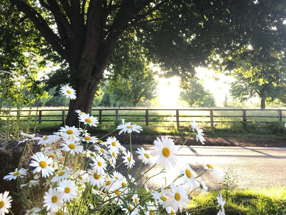 Spring, Day, Natural landscape, Summer, View (from property/room), Garden view