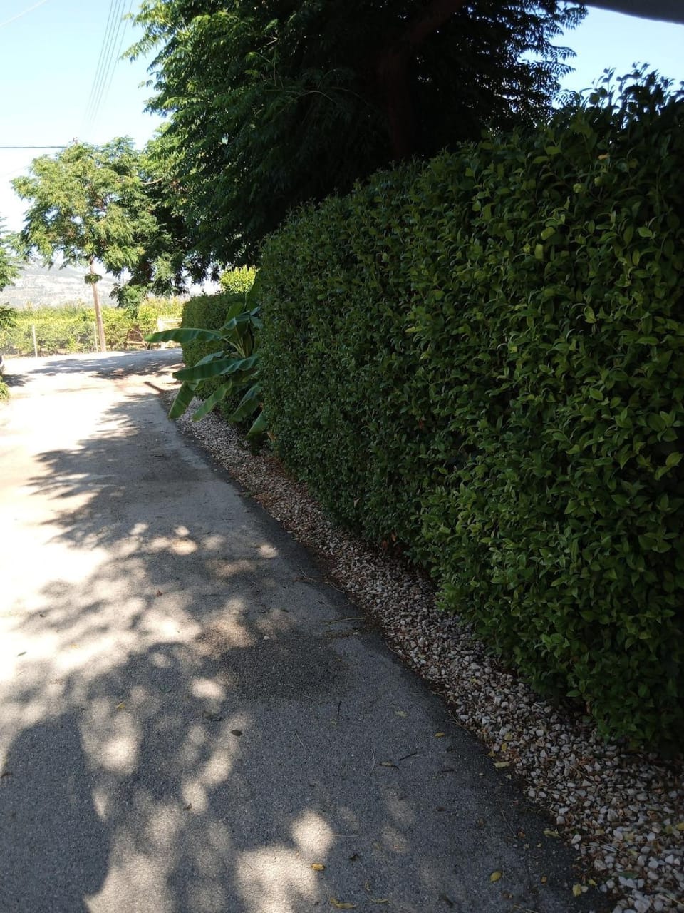 Neighbourhood, Natural landscape, Garden