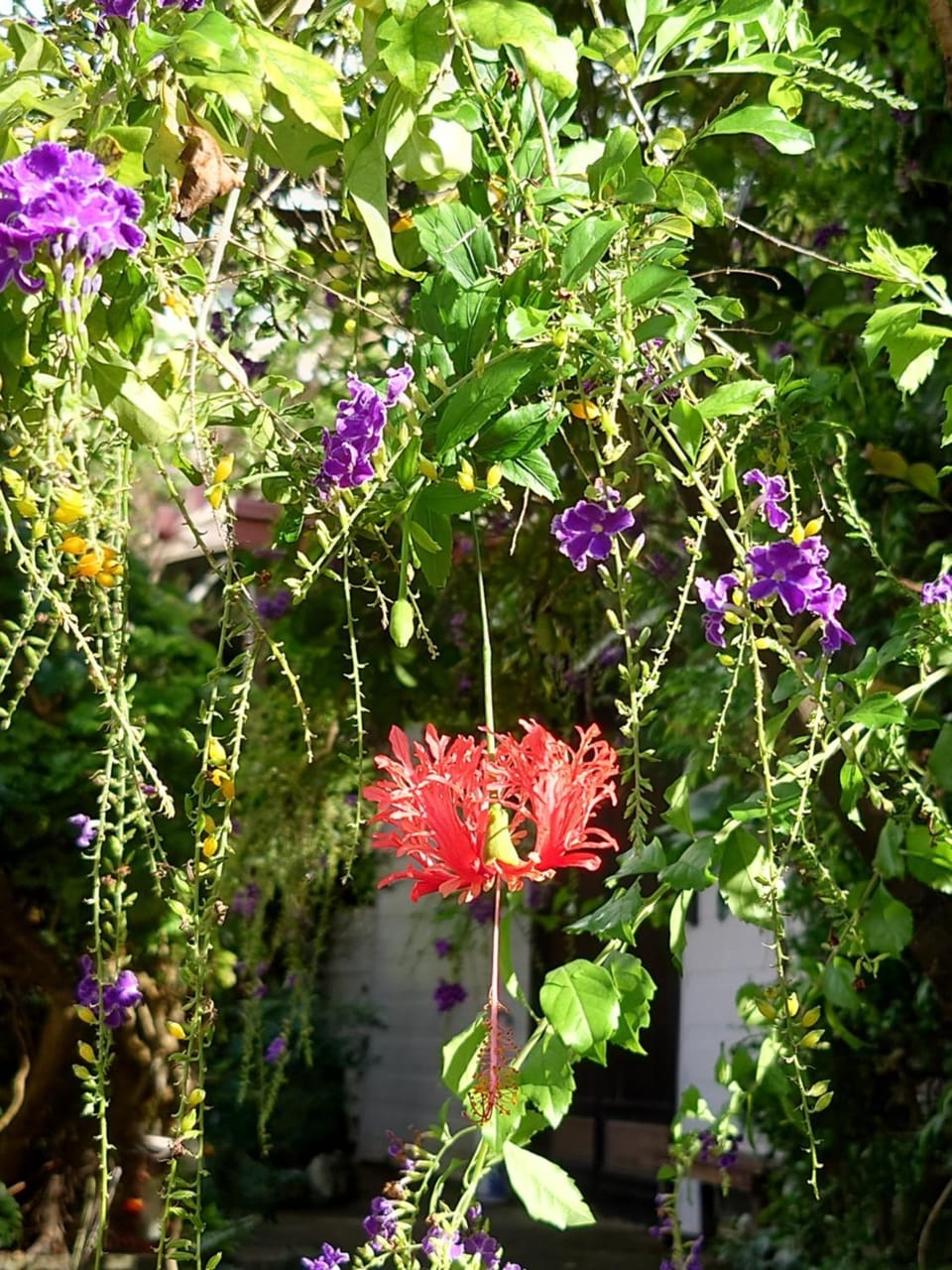 Spring, Day, Garden