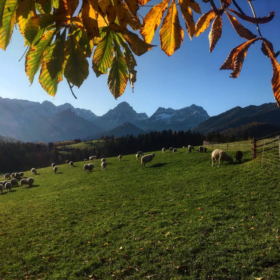 View (from property/room), Autumn