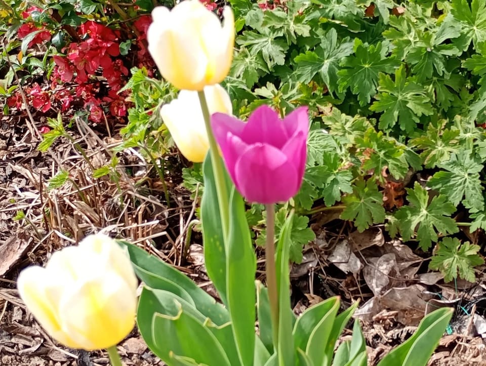 Spring, Garden view