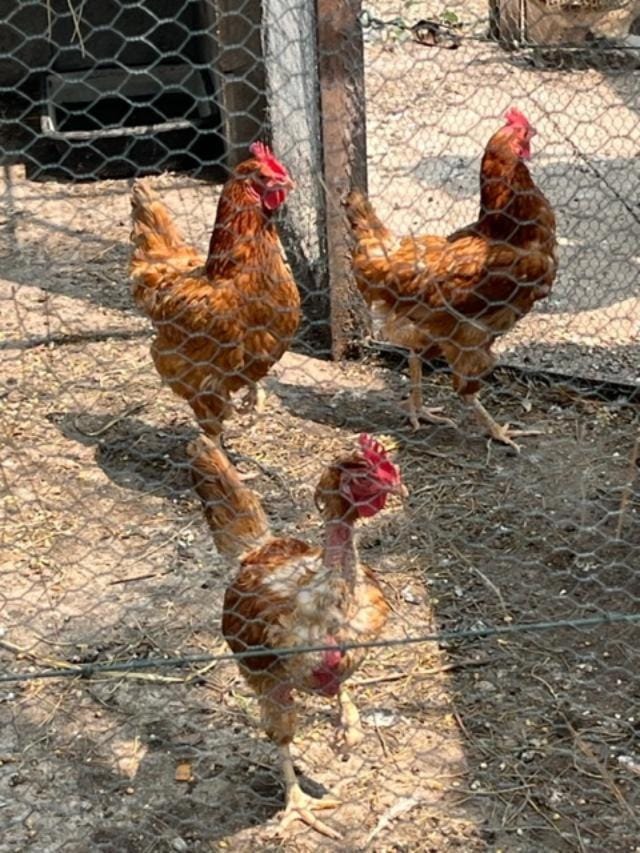 La Pujauline Apartment in Villeneuve-lès-Avignon