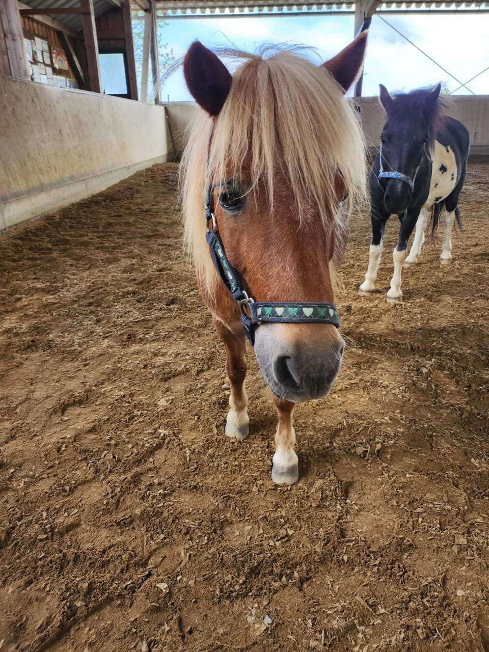 Horse-riding, Animals