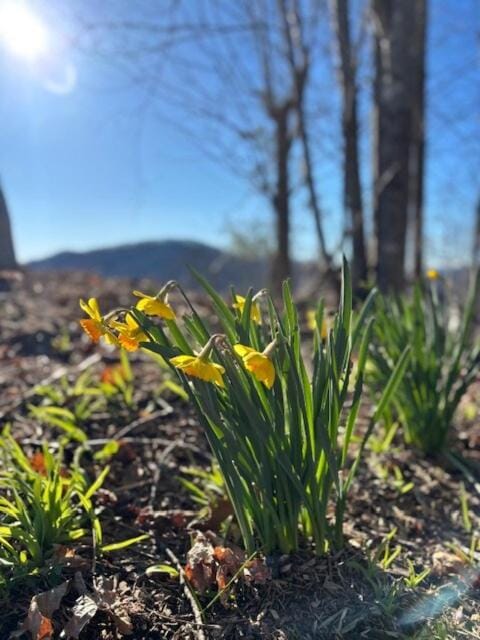 Spring, Natural landscape, Garden view, Mountain view