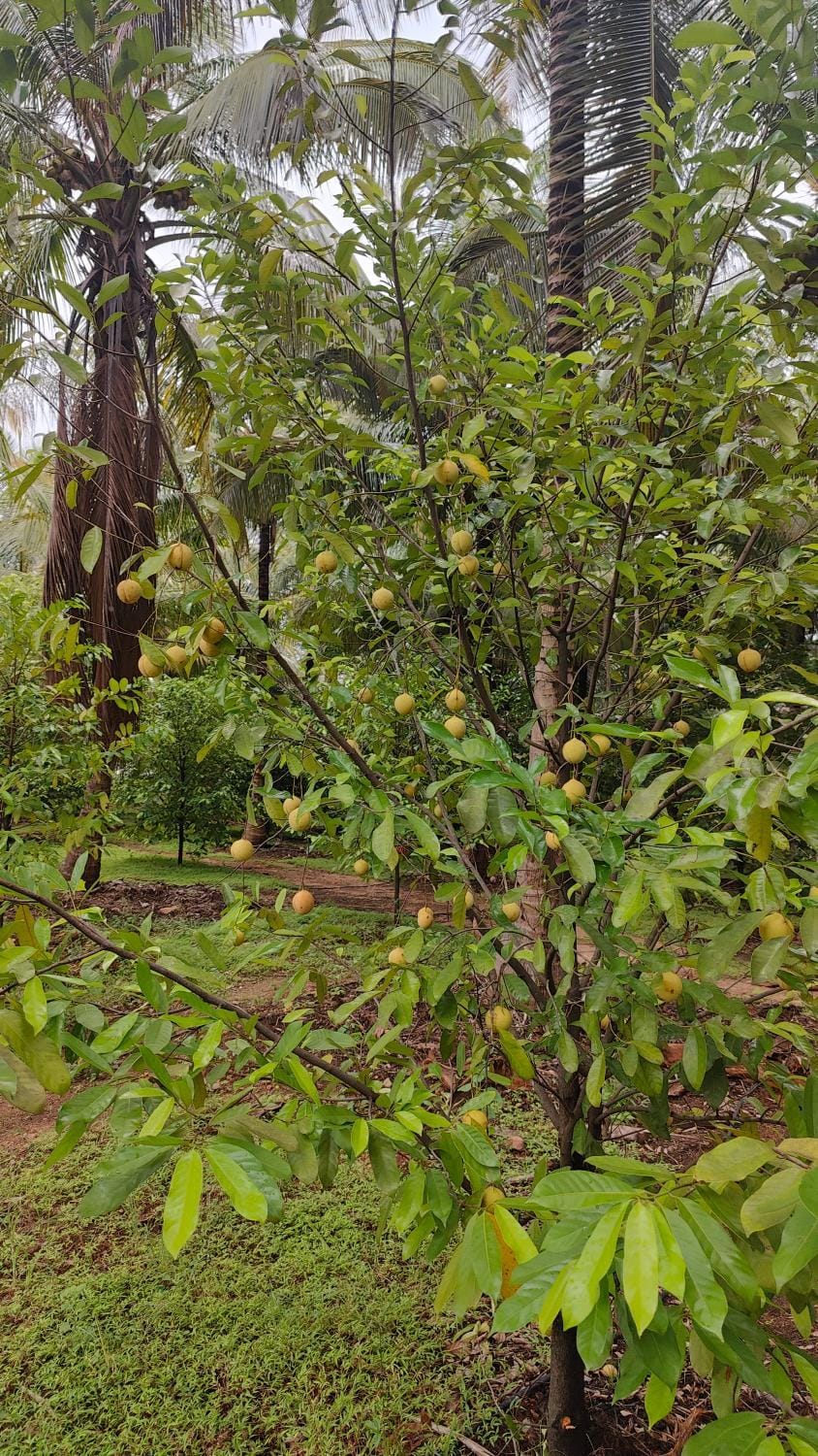 Garden, Garden view