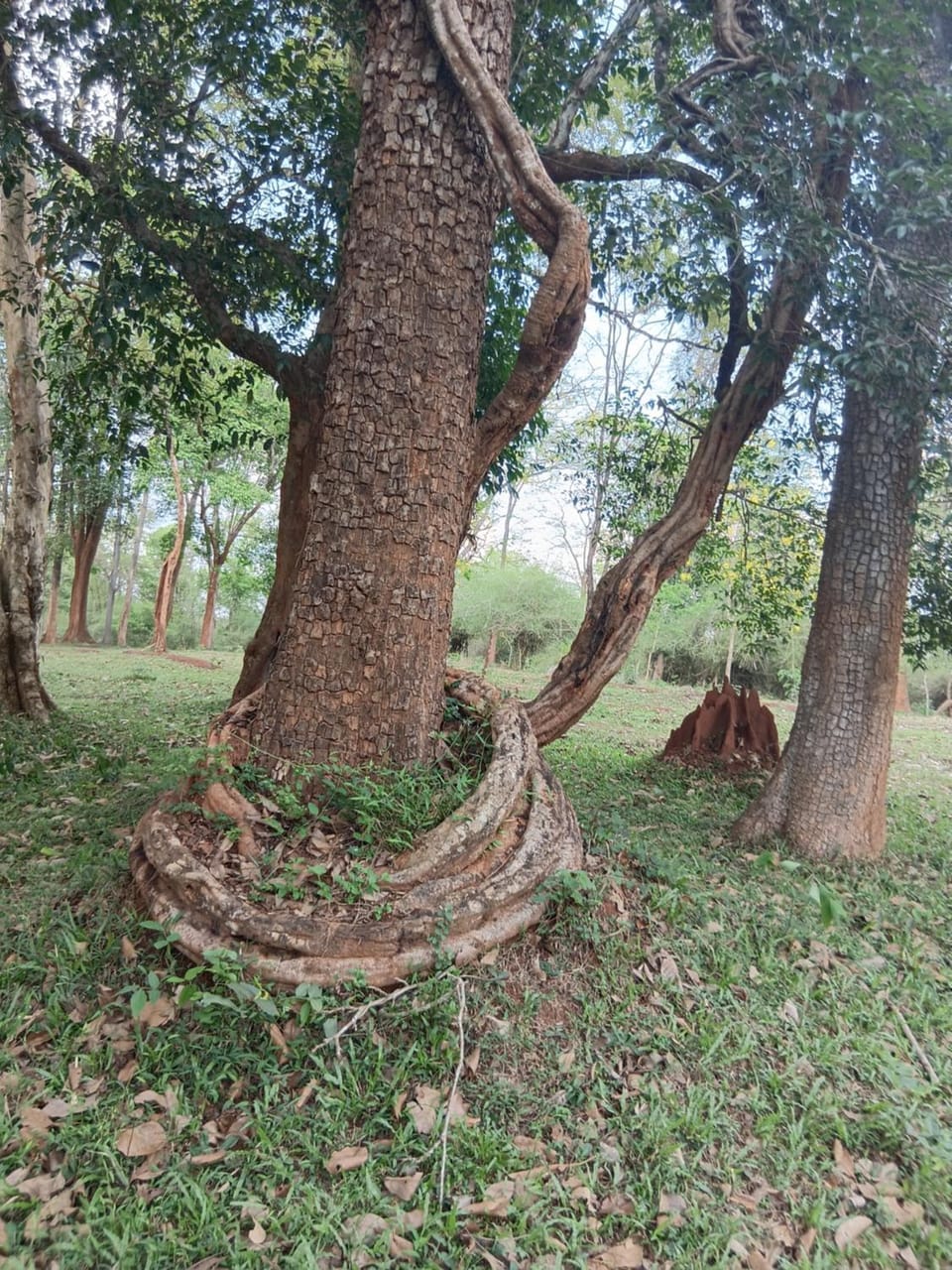Natural landscape