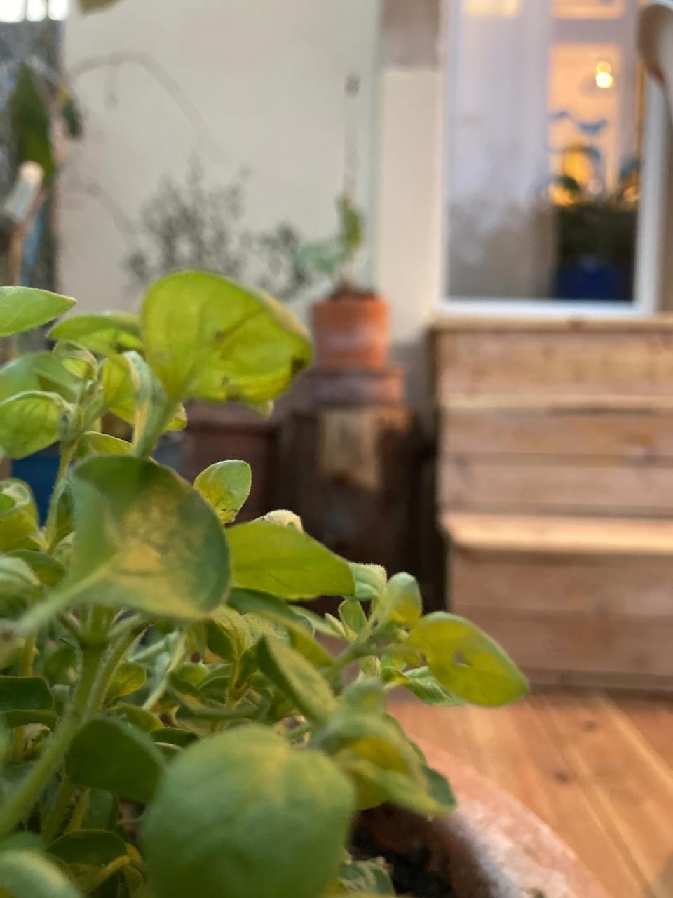 Garden, Garden view