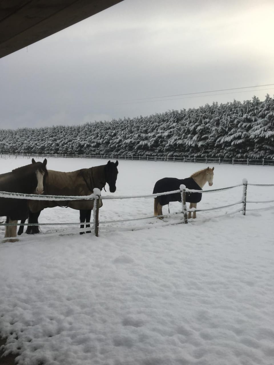 Natural landscape, Winter, Pets