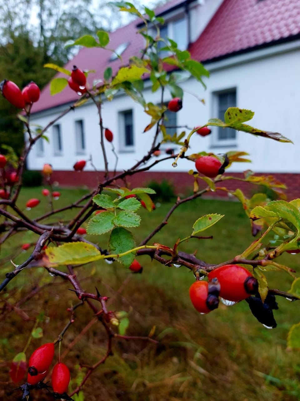 Agroturystyka Rębowo Farm Stay in West Pomeranian Voivodeship, Poland
