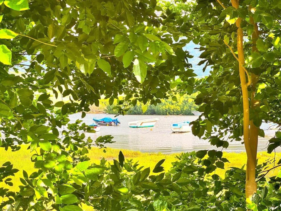 Day, Natural landscape, Garden view