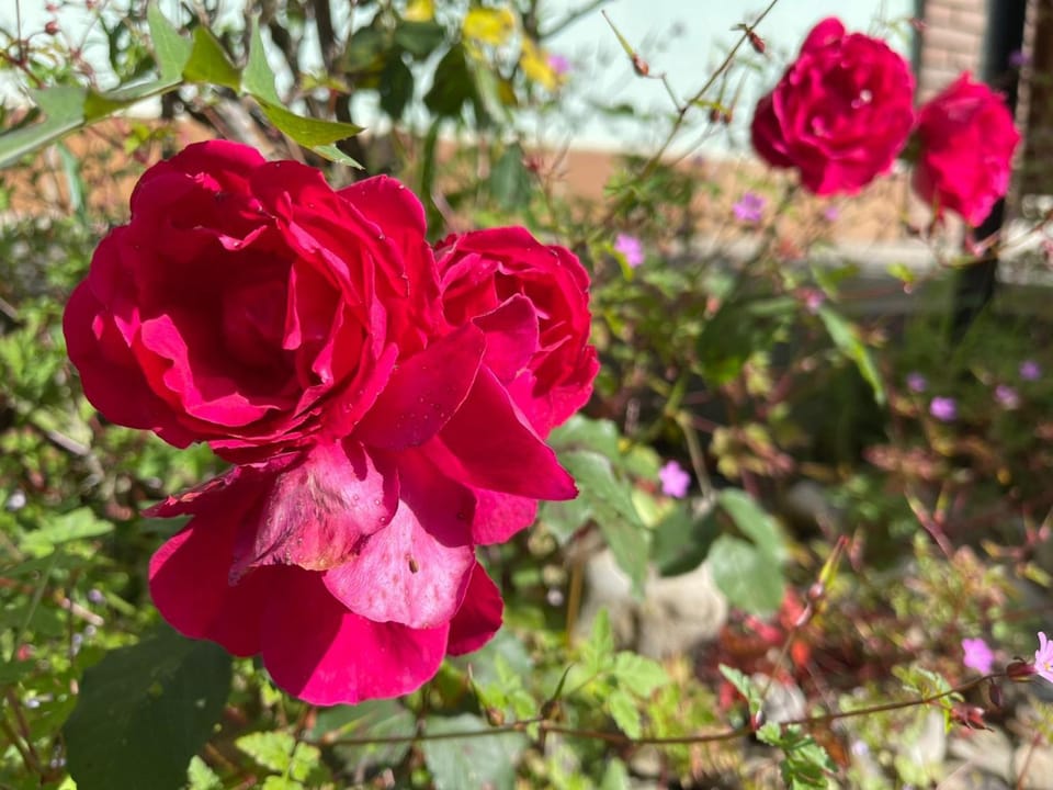 Spring, Day, Garden, Garden view