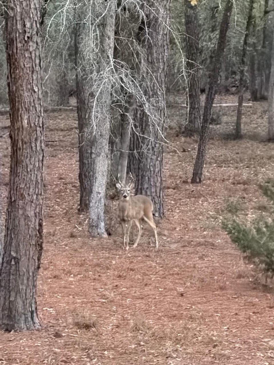 View (from property/room), Animals