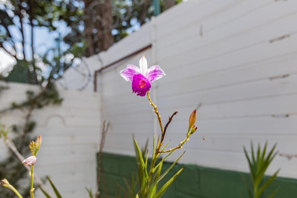 Spring, Day, Garden, Garden view