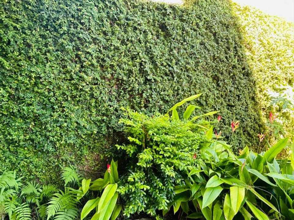 Garden view