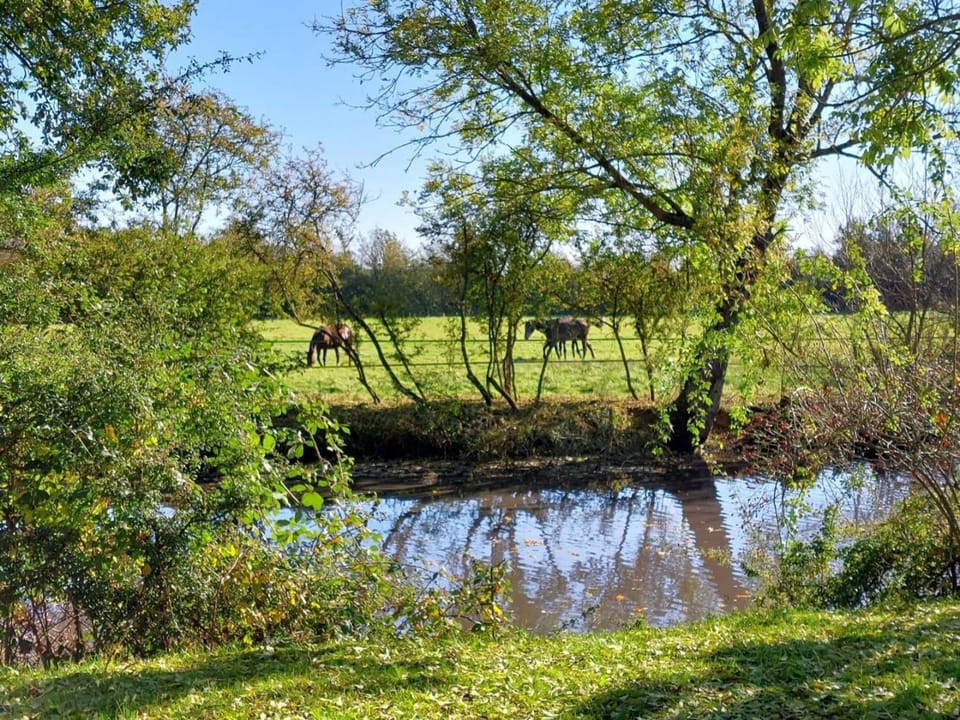 Maison restaurée dans élevage de chevaux, WIFI, Animaux admis - FR-1-497-239 House in Normandy