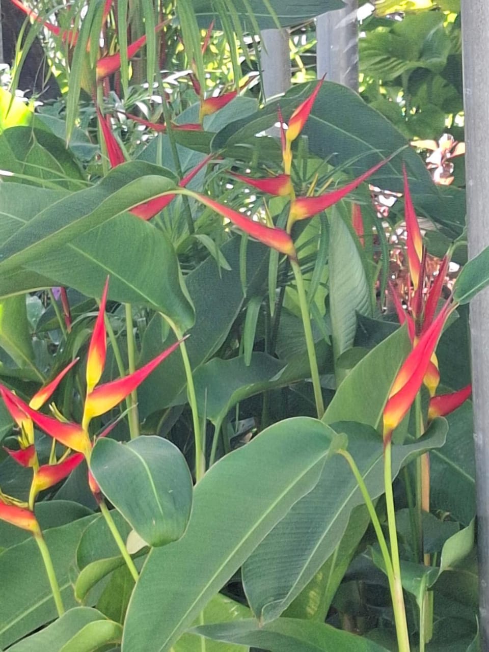 Berry Cottage Apartment in Suva