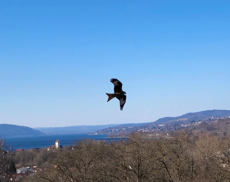 Ferienwohnungen Chiara Schäfler Apartment in Meersburg