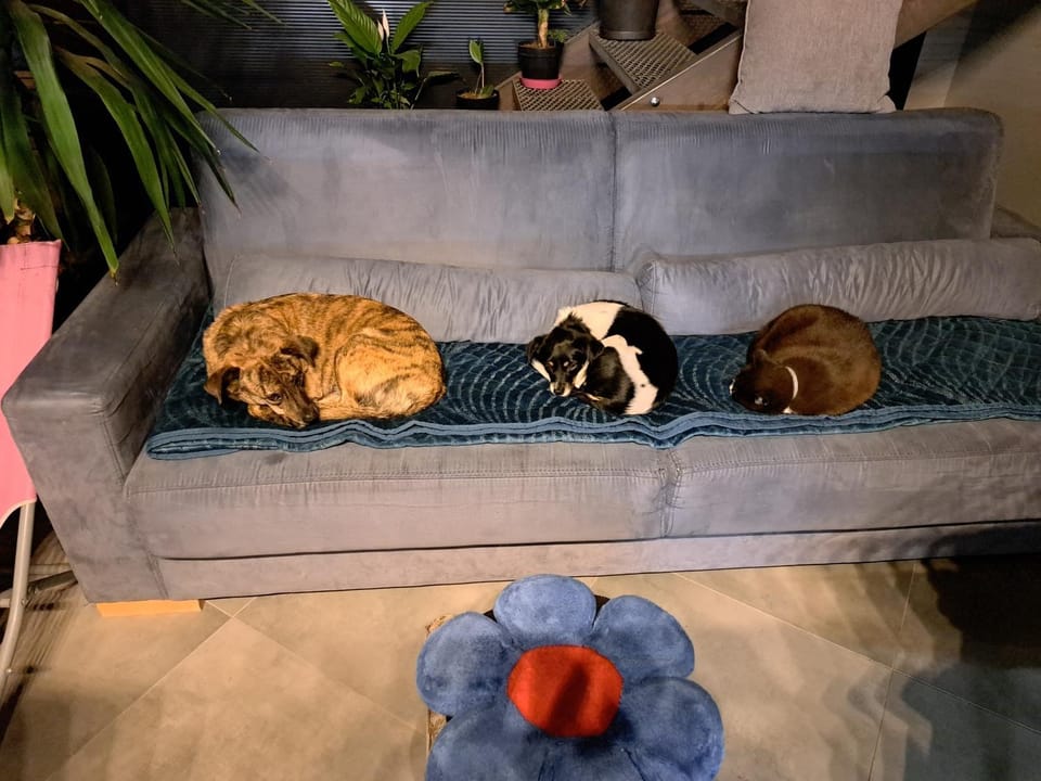 Pets