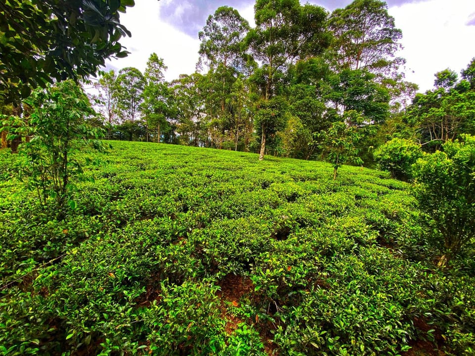 Pekoe Path Lodge Bed and Breakfast in Central Province