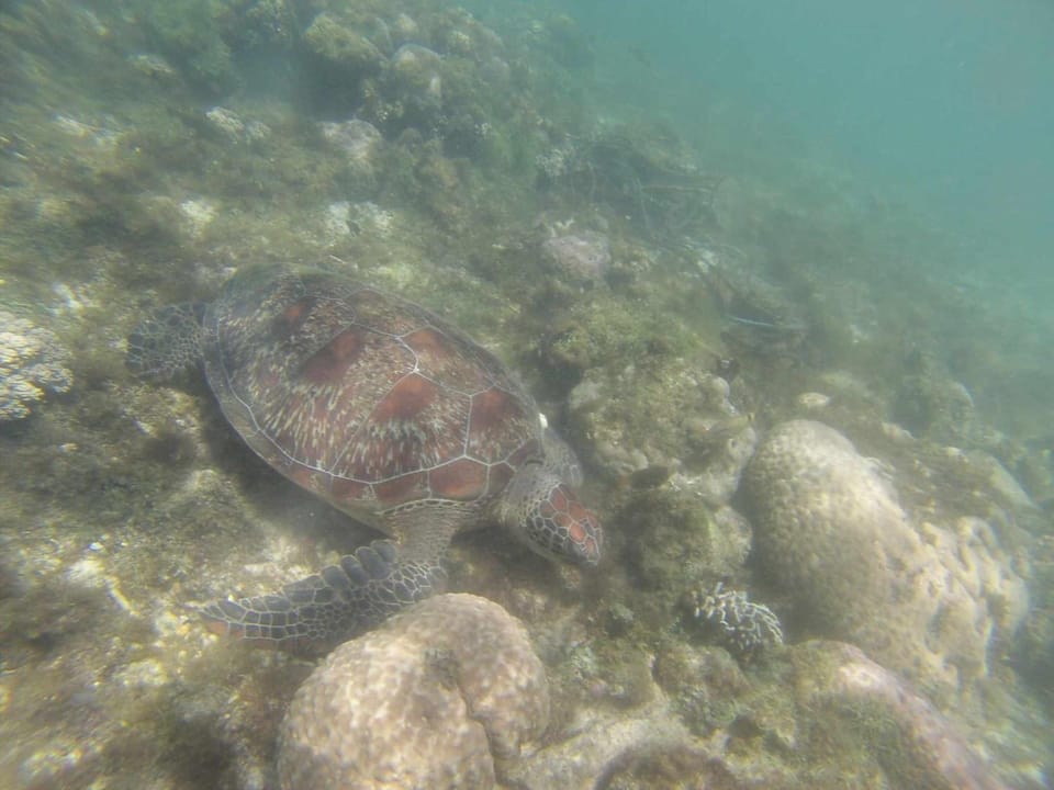 Activities, Snorkeling