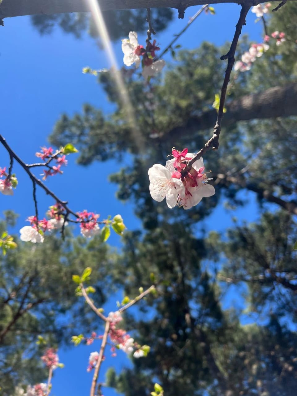 Spring, Day, Garden, Garden view