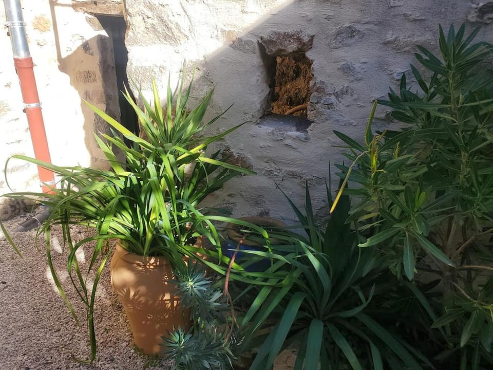 Garden view