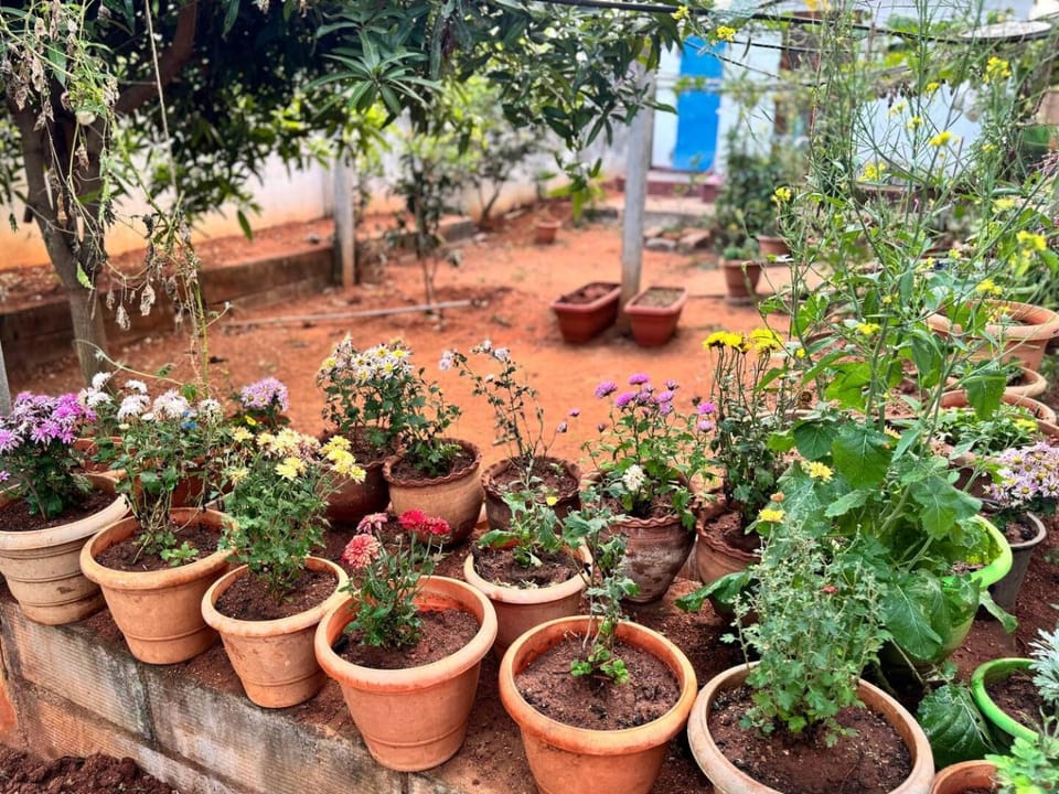 Garden