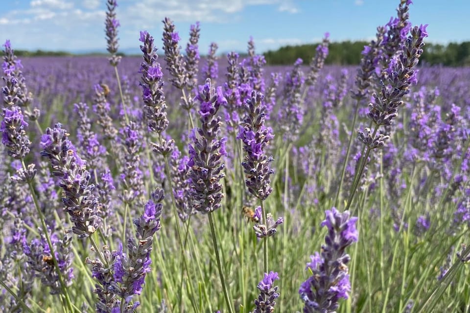 Magnificent flat in the heart of lavender fields - 6-7 people Apartment in Valensole