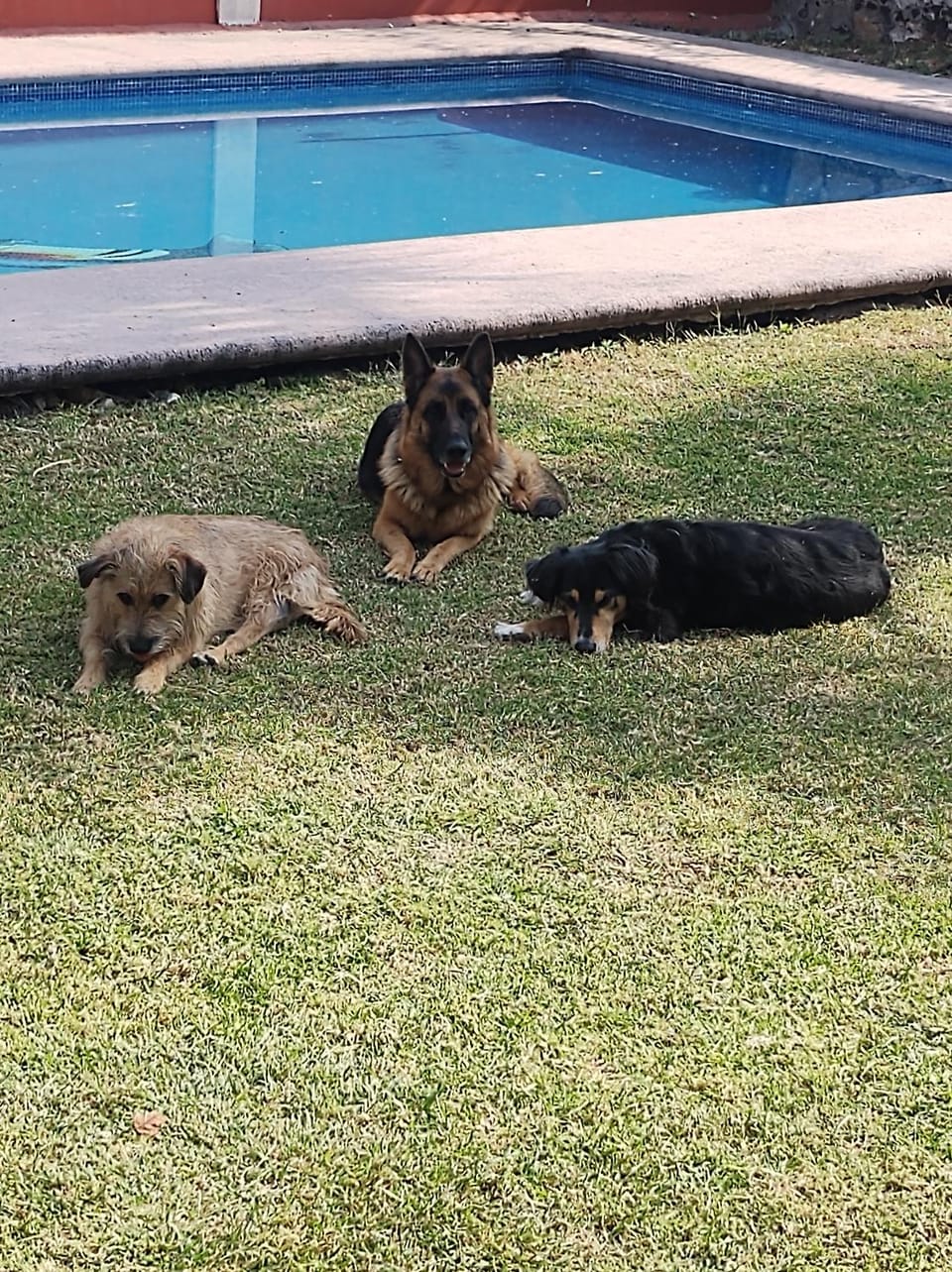 Nada y acampa con tus perritos Luxury tent in State of Morelos