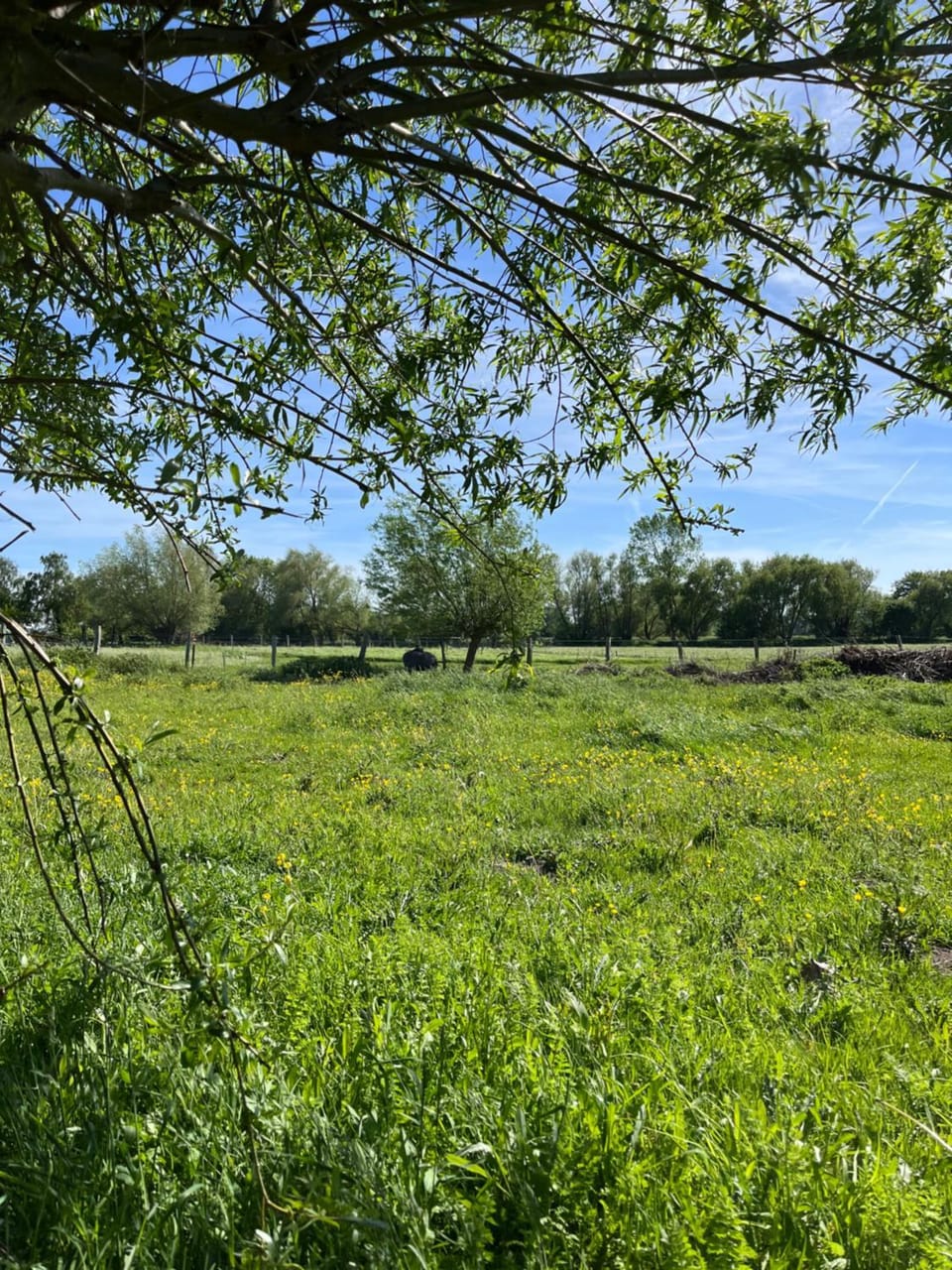 Spring, Day, Natural landscape, Garden, Garden view