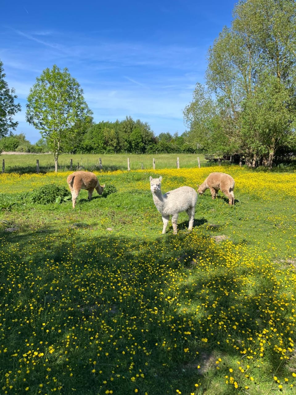 Spring, Day, Garden, Animals