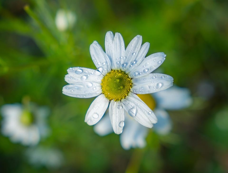 Spring