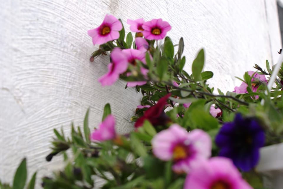 Spring, Garden, Decorative detail