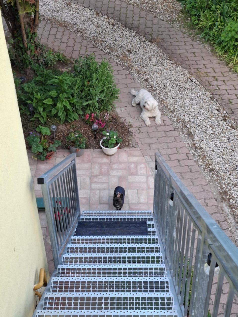 Pets