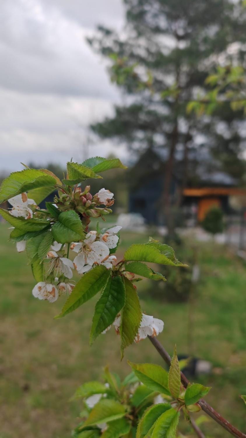 Spring, Natural landscape