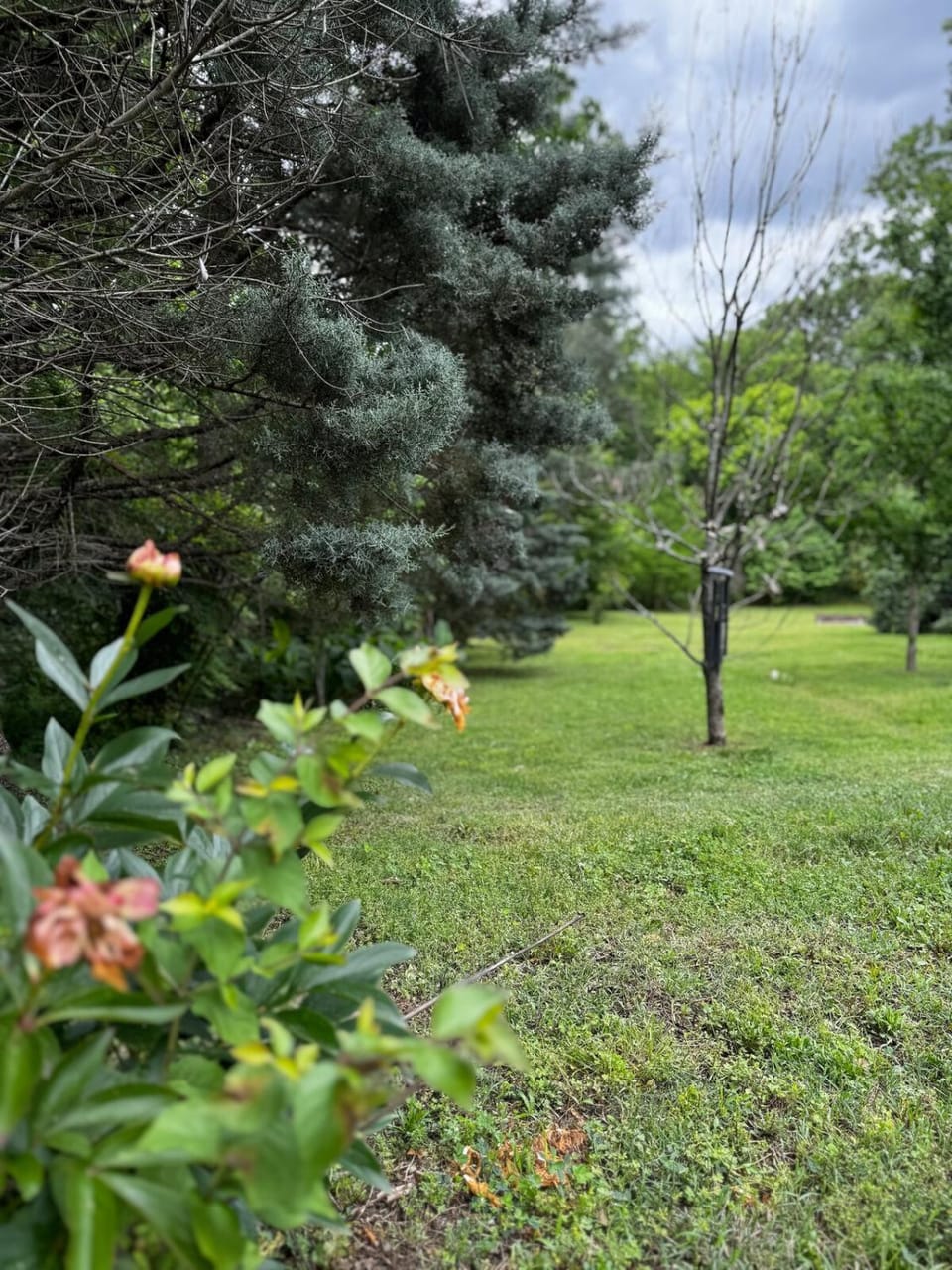 Garden view
