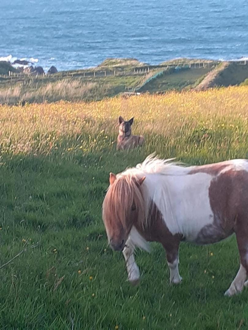 Natural landscape, Animals, Pets, Sea view