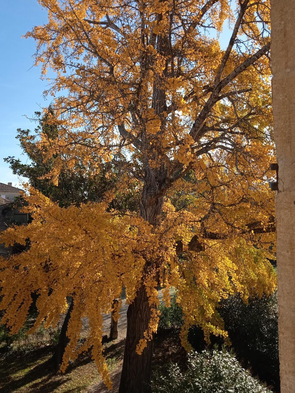 Garden view