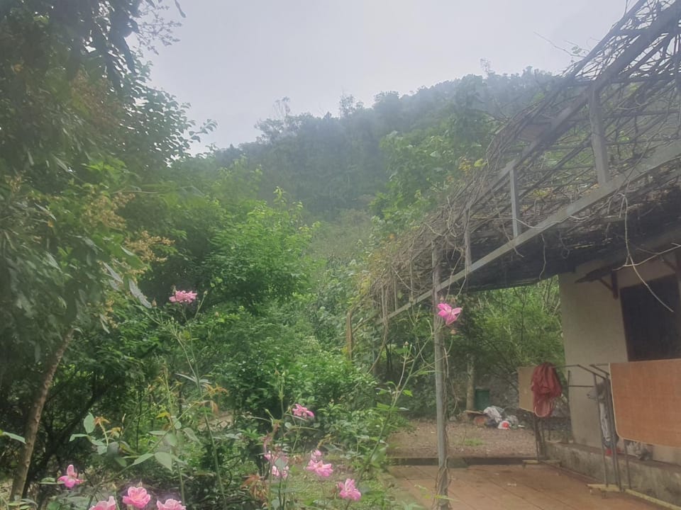 Garden, Mountain view