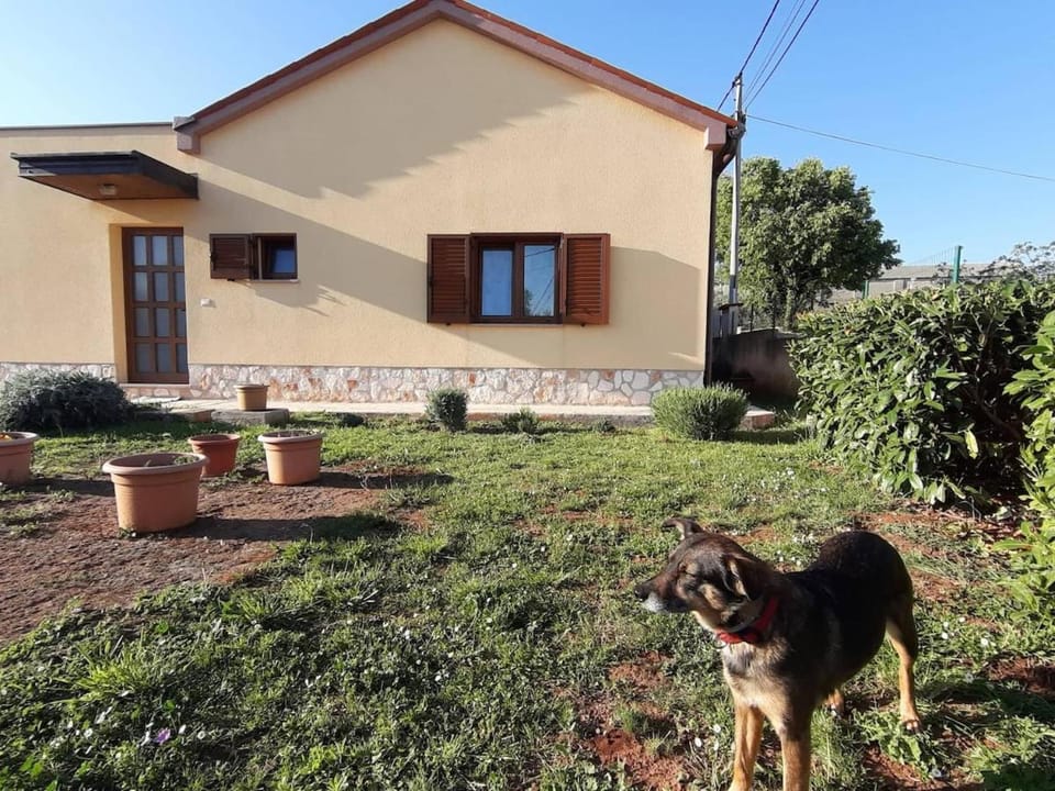 Day, Garden, Pets