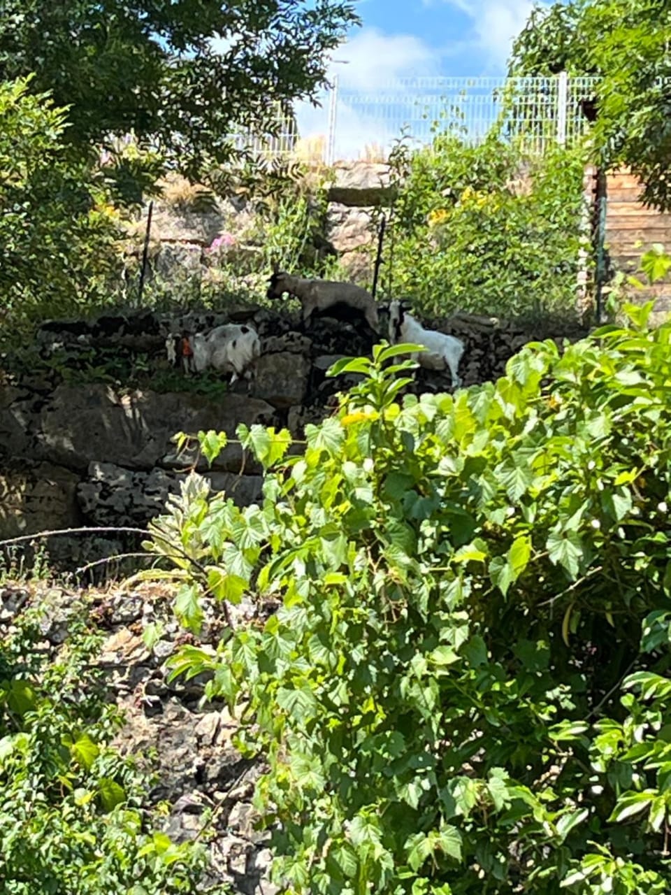 Gite de Coussanne 3 Apartment in Espalion