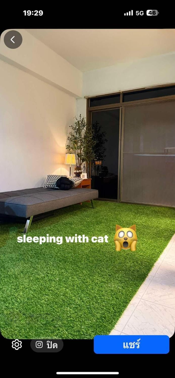 cat hotel hatyai cat only Apartment in Thailand