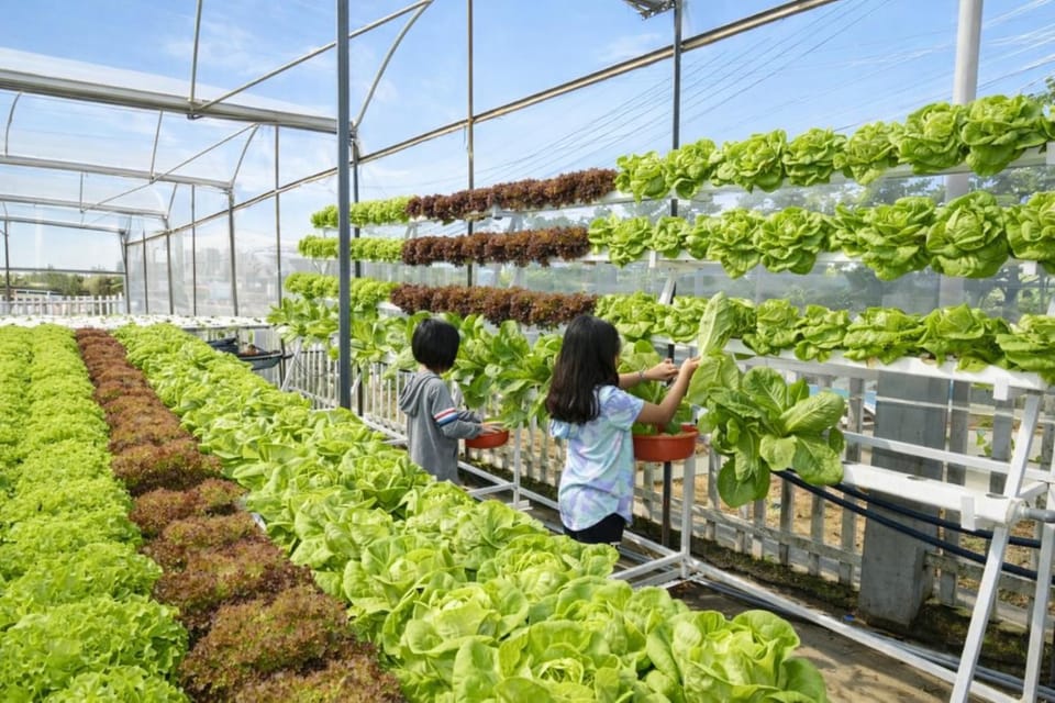 Day, Garden view