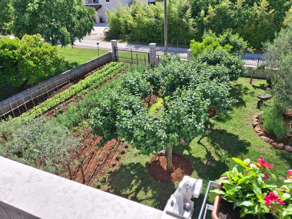 Garden view