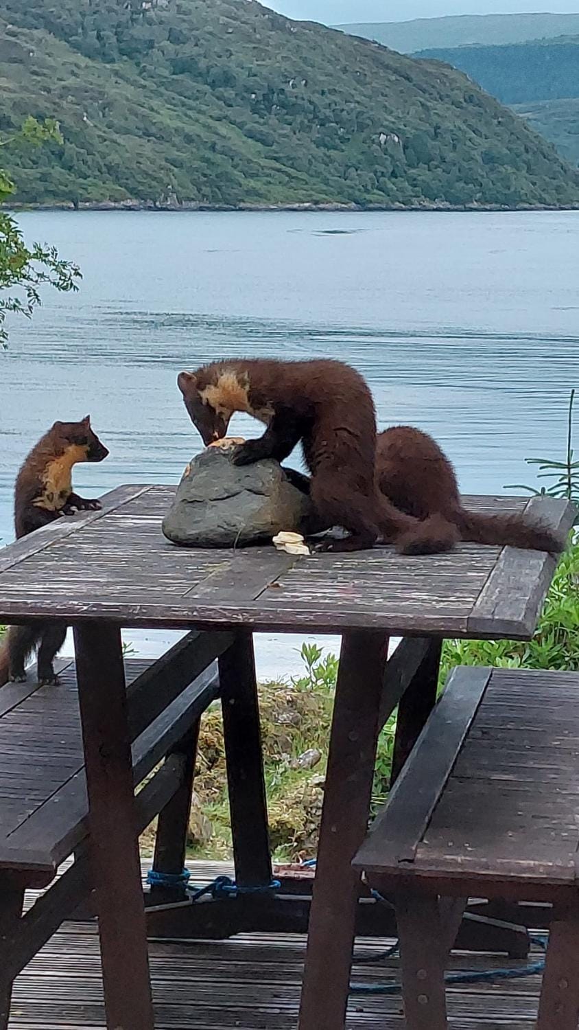 Animals