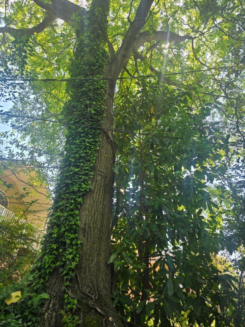 Garden view