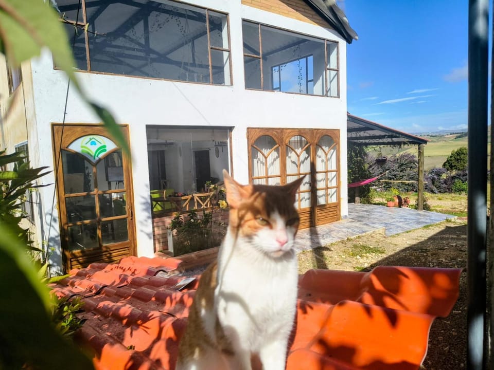 Day, Pets